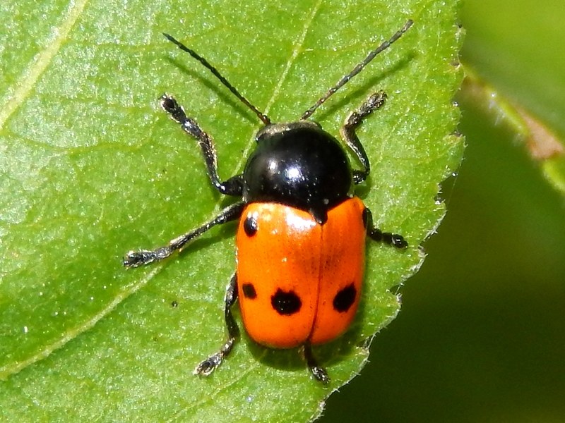 Cryptocephalus trimaculatus